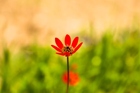 A red flower stands out against a green background.の写真素材