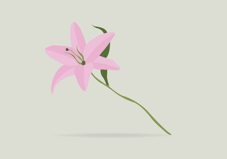 Vector Saffron illustration, saffron flower isolated on white background, colorful flower.のイラスト素材