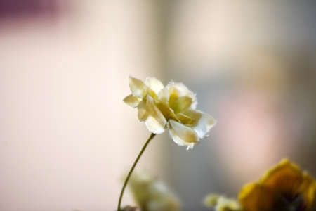 Handmade fabric flowersの写真素材