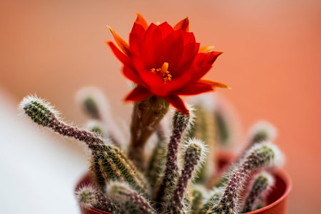Close-up at Cactus and flower