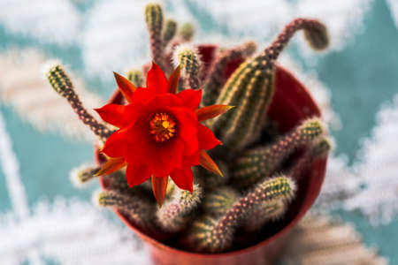 Close-up at Cactus and flowerの写真素材