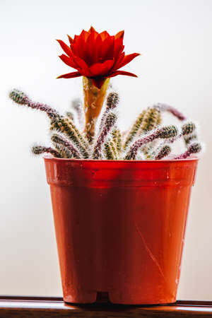 Close-up at Cactus and flowerの写真素材