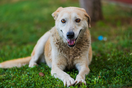 Stray dog lying down at the public park