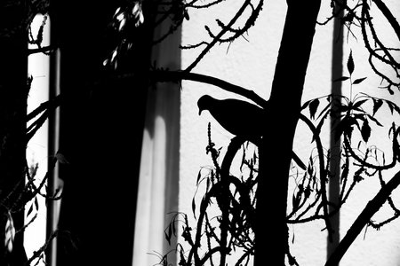Silhouette of a dove on a branchの写真素材