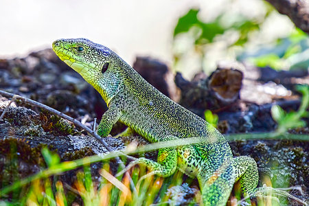 Close up at European green lizard