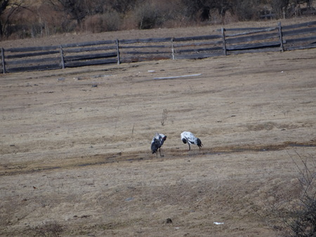 Blacknacked craneの写真素材