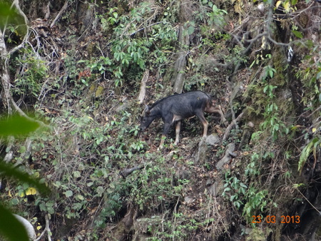 Himalayan serwの写真素材