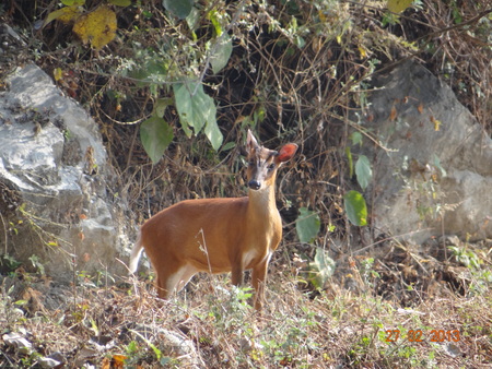 Barking deerの写真素材