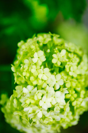 Vibrant green flower with a blurred background, providing ample copy space.