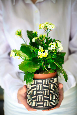 A person holds a potted plant in their hands, with plenty of room for copy space.の写真素材