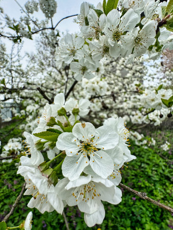 White flowers in bloom on a tree branch during spring.
