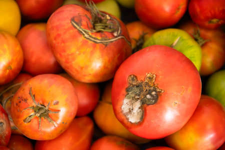A close-up view of a variety of tomatoes, showing their vibrant colors, textures, and some signs of ripeness and blemishes from recent harvest.の写真素材