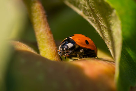 A ladybug sits quietly on a vibrant green leaf, sunlight illuminating its bright orange shell and...