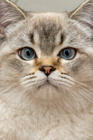 A fluffy cat with captivating blue eyes sits curiously indoors, showcasing its soft fur and alert expression while surrounded by a cozy atmosphere.の写真素材