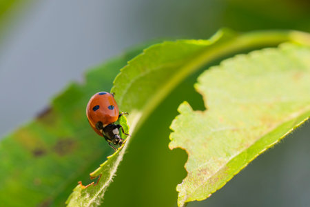 A ladybug is perched on a vibrant green leaf under bright sunlight, showing its distinct red shell...