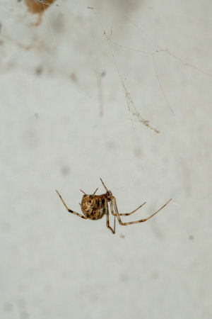 A small spider is seen moving across a white wall, surrounded by faint strands of silk. The setting...