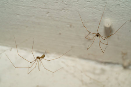 Two slender spiders are seen navigating a white wall in a calm indoor space. Their long legs stretch...