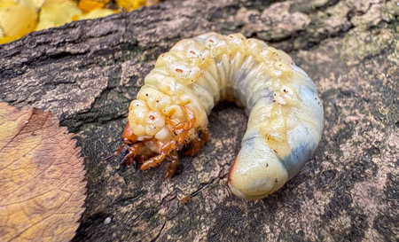 A large grub is resting on a tree trunk covered in autumn leaves. The colors of the leaves are vibrant, indicating a beautiful fall day in the forest.の写真素材