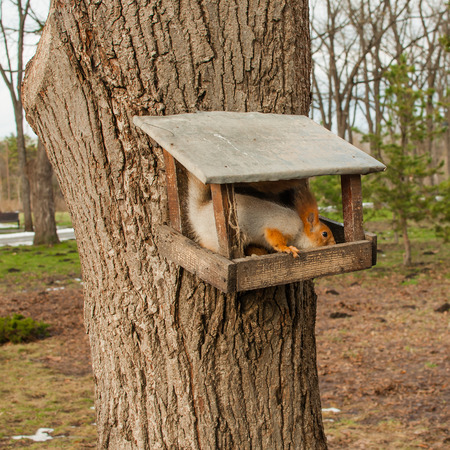 Squirrel feeding from the trough in the city parkの写真素材