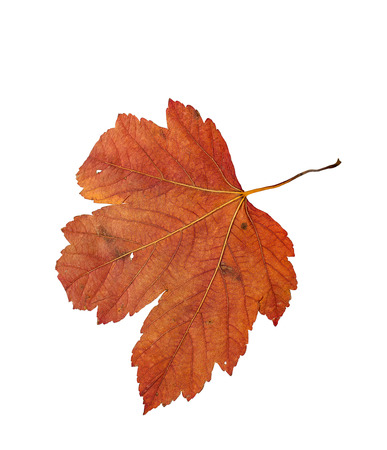 One orange tree dry leaf on a white backgroundの写真素材