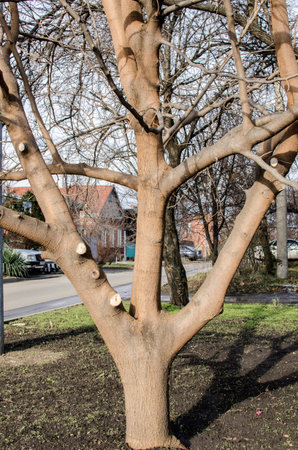 A mature tree with a partially cut branches on the land