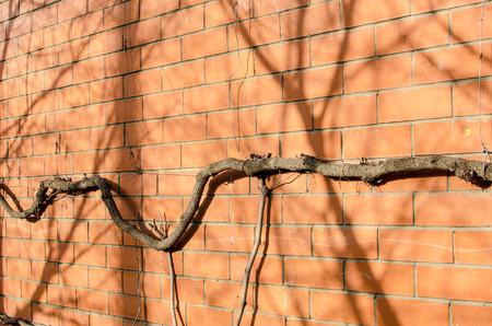 Brown brick wall with horizontal stem vinesの写真素材
