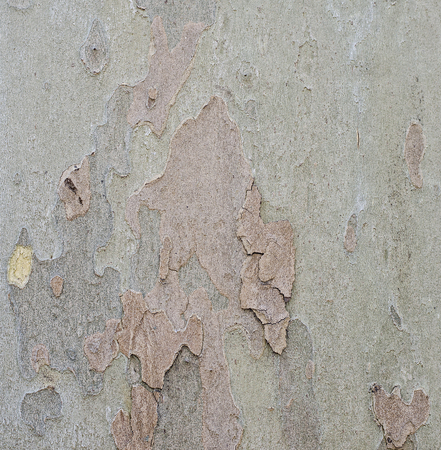 Scaled heterogeneous spotty background brown-green barkの写真素材