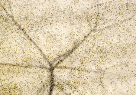 Light yellow patterned surface with the shadow of a bush branchesの写真素材