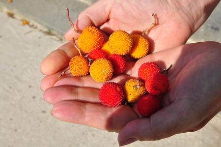 Yellow and red fruits on palms close-upの写真素材