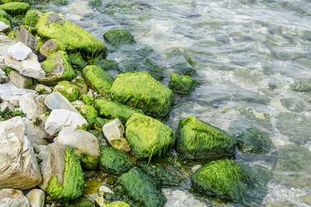 Stony blocks covered with green algae on the beach.の写真素材
