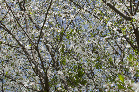 Background from branches of the blossoming tree in the blue sky.の写真素材