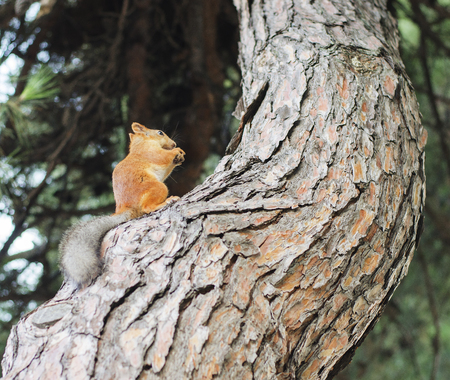 The squirrel sits on the trunk of a tree and gnaws a nut.の写真素材