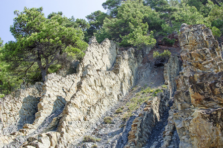 Trees of green pine among the rock outcrops of limestone.の写真素材