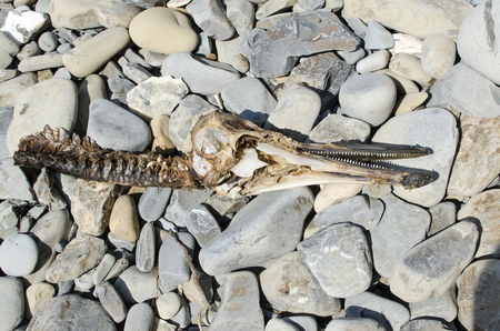 Remains of the skeleton of a dolphin on a background of gray sea pebbles.の写真素材