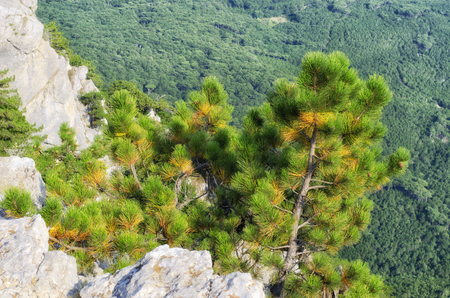 Top view of a forest of limestone cliffs with a green pine in the foreground.の写真素材
