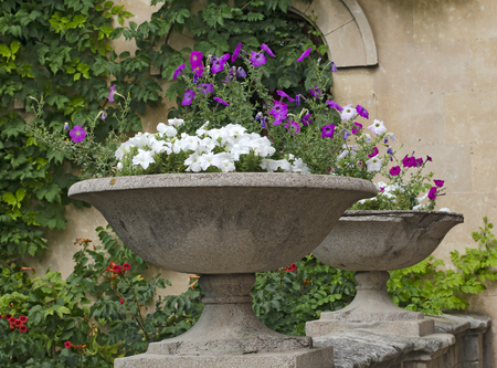 Two antique stone vases with flowers on the background of a wall with ivy.の写真素材