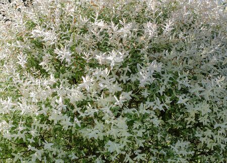 Bright white flowering shrubs plants close-upの写真素材