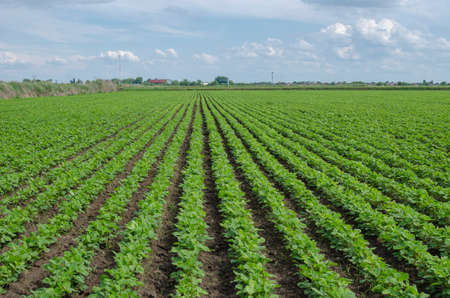 Rectilinear rows of green legume bushes set against dark ground.の写真素材