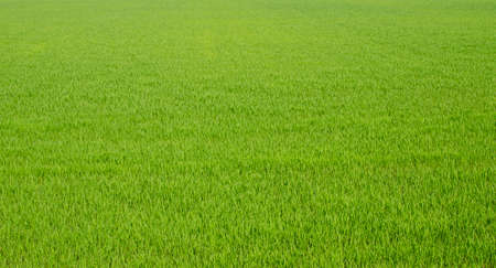 A background of dense thickets of bright green narrow stems of a plant.の写真素材