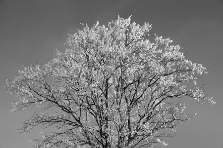 Tree with snow, photo in black and white.の写真素材