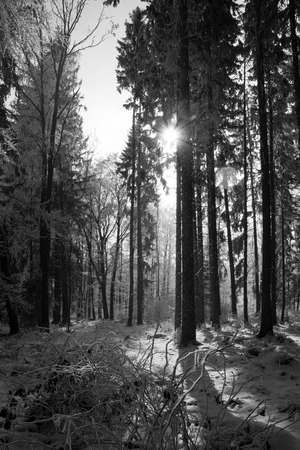 Forest with snow, photo in black and white.の写真素材