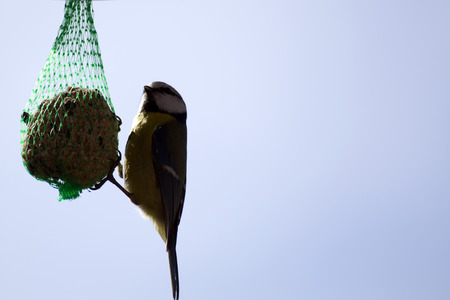 Tomtit hanging at a food ball in winter time.の写真素材