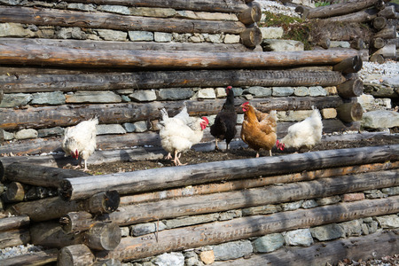 Free range chicken at a farm in Austria.の写真素材