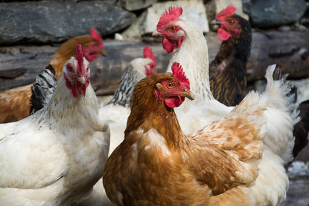 Free range chicken at a farm in Austria.の写真素材