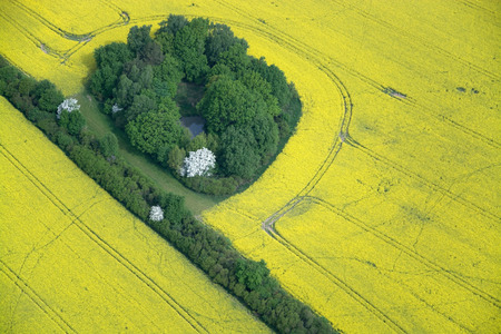 Aerial photo of rape fields in Brandenburg county Germany middle of May.の写真素材