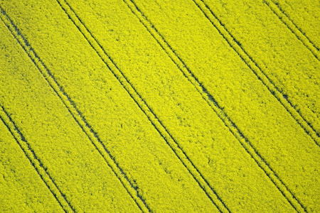 Aerial photo of rape fields in Brandenburg county Germany middle of May.の写真素材