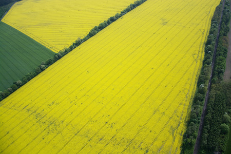 Aerial photo of rape fields in Brandenburg county Germany middle of May.の写真素材