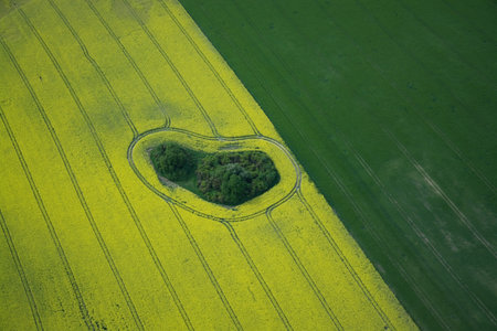 Aerial photo of rape fields in Brandenburg county Germany middle of May.
