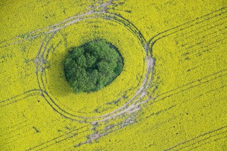 Aerial photo of rape fields in Brandenburg county Germany middle of May.の写真素材
