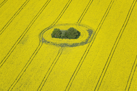 Aerial photo of rape fields in Brandenburg county Germany middle of May.の写真素材